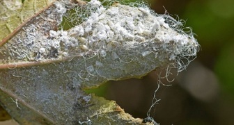 Белокрылка на винограде приводит к заражению грибковыми заболеваниями