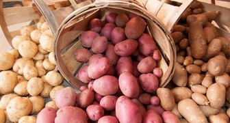 Лучшие сорта картофеля для выращивания на территории России