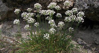 Угловатый зеленый лук - одновременно декоративное и съедобное растение