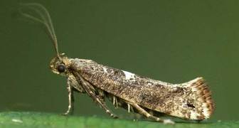 Луковая моль. Как защитить лук от моли.