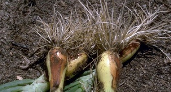 При поражении растения нематодой луковицы плохо развиваются