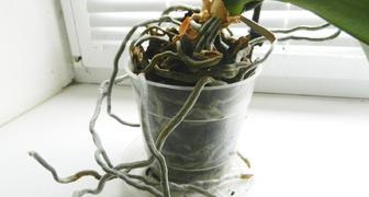 Takto se chová orchidej, když je květináč příliš malý