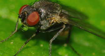 Стеблевая муха - один из самых опасных вредителей малины