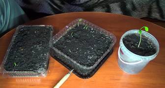 Мандариновое дерево в домашних условиях: как посадить 