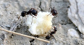 Манка поможет от муравьев в доме и огороде