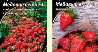 Semena odrůd jahodníku Medové léto a Medová chuť