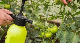 Раствор метронидазола зщищает томаты от фузариоза