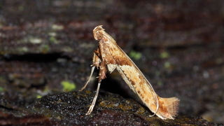 Můra miluje smrky a túje nejsou výjimkou.