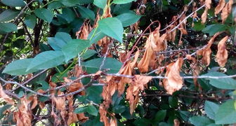 Монилиоз вишни и борьба с ним