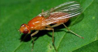 Личинка морковной мухи может уничтожить всю посадку любистока