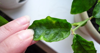 Мозаичная болезнь перца вызывает деформацию листьев