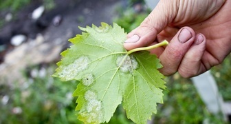 Мучнистая роса на листе винограда