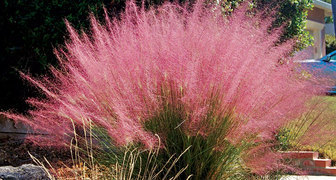 Муленбергия розовая - пушистое и яркое растение, которое по красоте может конкурировать с цветущим кустарником