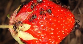 Муравьи повреждают ягоды клубники, и переносят на растения грибковые заболевания