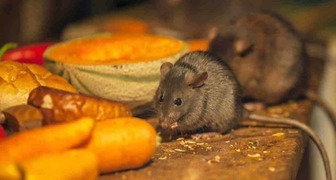 Мыши в доме на даче могут испортить продукты и вещи