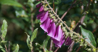 Наперстянка пурпурная порадует цветением до середины августа