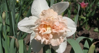 Нарцисс махровый сорта Рози