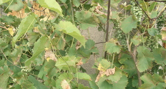 Проблемы с виноградом при нехватке железа