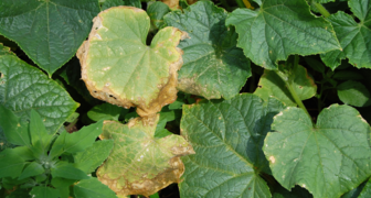 Симптомы недостатка азота на листьях бахчевых