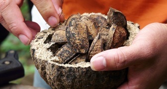 Неочищенные бразильские орехи в скорлупе