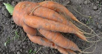 Перенасыщение органикой и азотистыми удобрениями приводит к изменению формы моркови