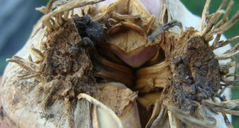 При поражении стебля нематодой луковица неправильно развивается и гниет