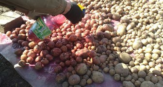 Обработка картофеля перед посадкой от колорадского жука Престижем