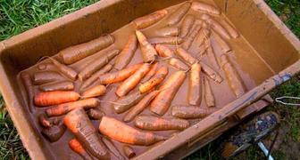 Обработка моркови глиняной болтушкой для хранения