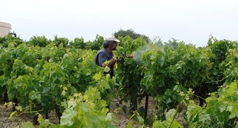 Обработка винограда фунгицидами летом