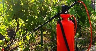 Обрабатывать виноград после цветения химией рекомендуется с помощью специального опрыскивателя