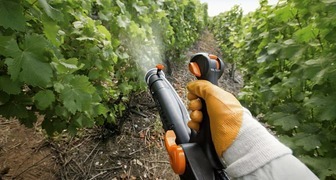 Для обработки винограда от заболеваний чаще всего применяют йод и соду