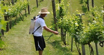 Обработка виноградника хвойным настоем