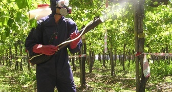 Обработка виноградника от вредителей и болезней