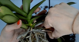 Odstranění nemocných a shnilých kořenů Phalaenopsis