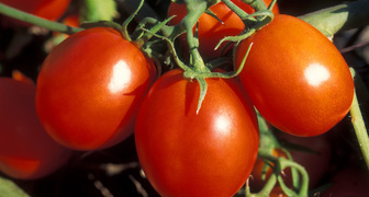 Обрезка листьев томатов способствует быстрому созреванию