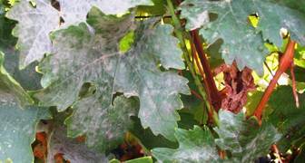 Оидиум поражает как плоды так и листья винограда