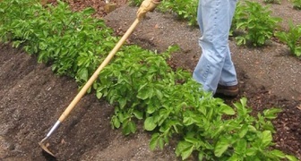 Окучивание картофеля в период вегетации