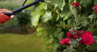 Омолаживание розы содовым раствором