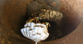Часто садоводы используют шпалеры из труб в которых живут осы
