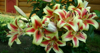 Shocking Lilies se hodí do každé zahrady.