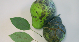 Парша - болезнь груши при которой плоды покрываются пятнами