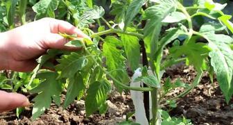 Подкормите томаты после пасынкования, чтобы избежать скручивания листьев