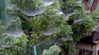 Roztoči splétají větve, takže nemohou přijímat vlhkost a sluneční světlo