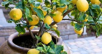Павловский лимон - самый популярный сорт цитрусов для домашнего выращивания
