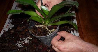 Пересадка орхидеи в новый субстрат