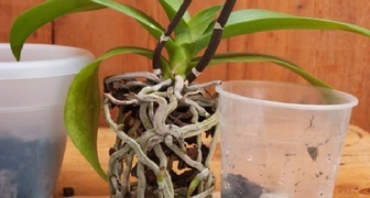 Opětovná výsadba orchideje Phalaenopsis