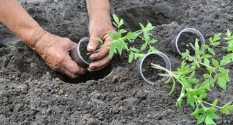 Рассаду томатов вынимают вместе с мокрым земляным комом