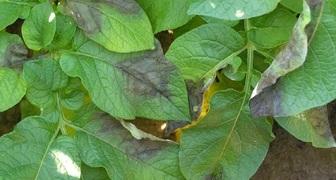 Первичный признак заражения фитофторой картофеля - бурые пятна на листьях