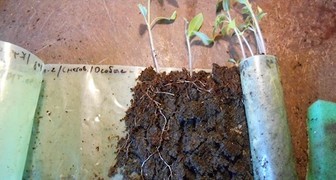 Чтобы пикировать рассаду в улитках, достаточно развернуть материал и аккуратно отделить растение