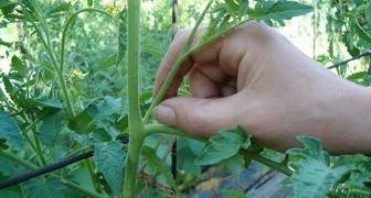 Пасынкование томатов зависит от выбранного сорта и метода выращивания